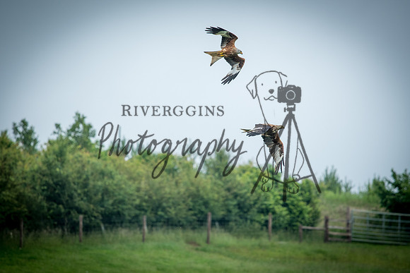 RIV_3434