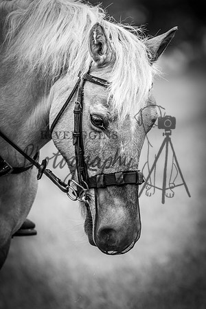 RIV_3985