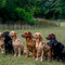 The Labrador Line Up