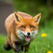 Smiling Fox