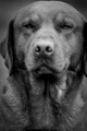 RIV_9223