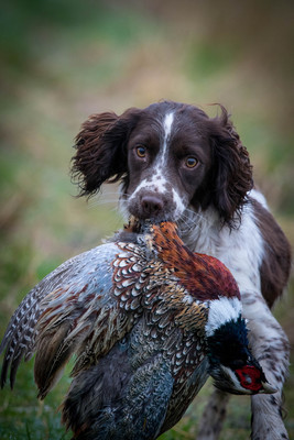 Bonnie's First Pheasant