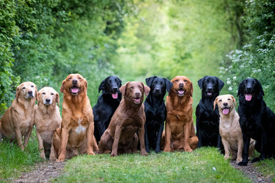 The Labrador Crew