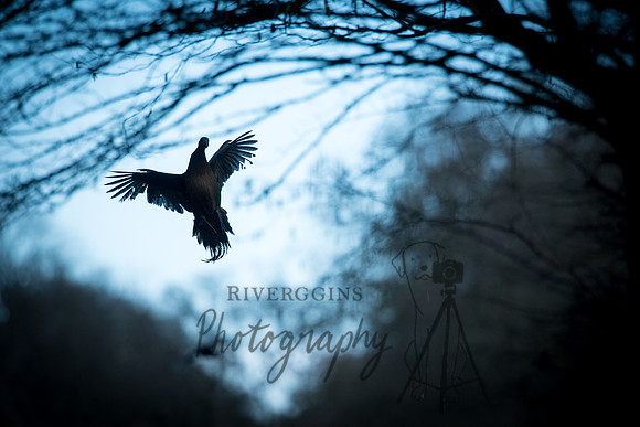 RIV_8154