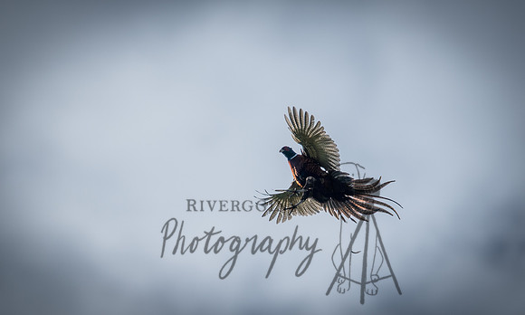 RIV_5690