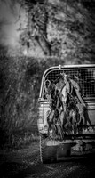 RIV_2680