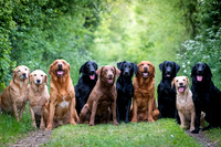 The Labradors