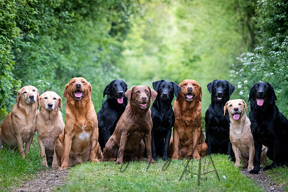 The Labradors