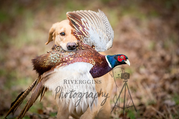 RIV_6682