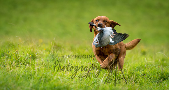 RIV_4910-2