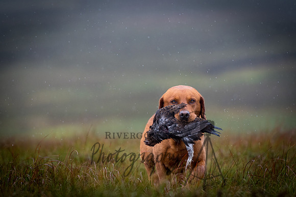 RIV_3600
