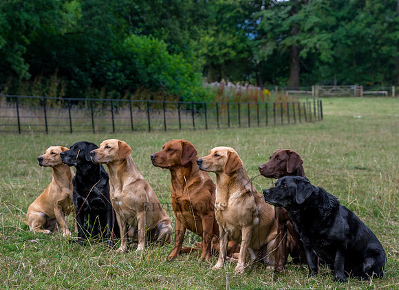 The Labrador Line Up