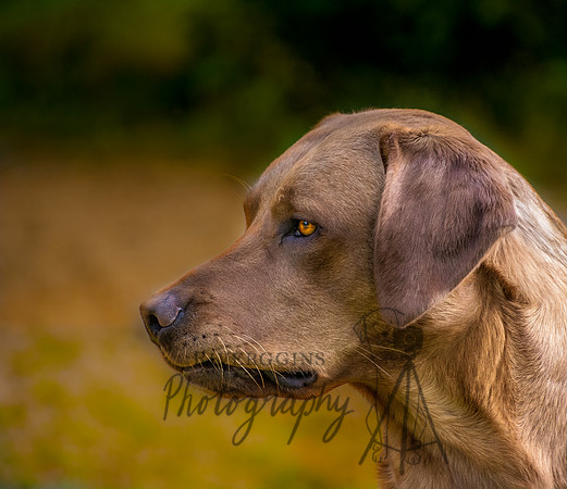 DSC_4506-2