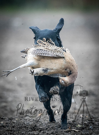 RIV_3305