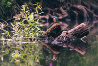 The Fisherman