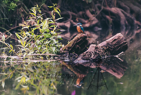The Fisherman