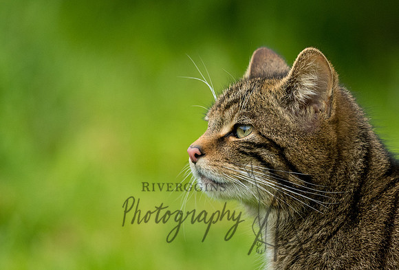 RIV_1562