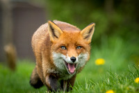 Smiling Fox