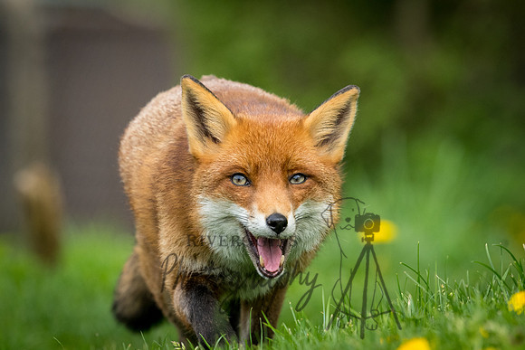 Smiling Fox