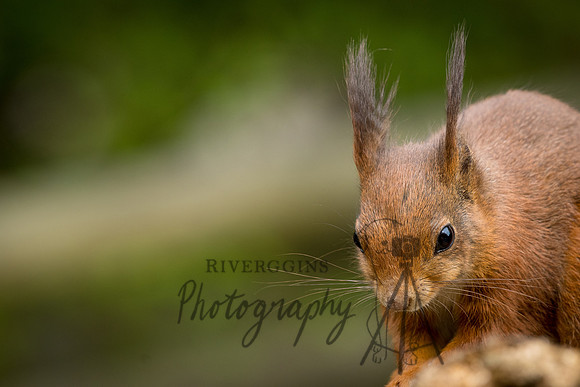 RIV_1289