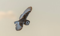 Wildlife Portfolio