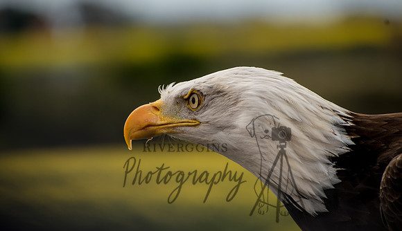 RIV_9738