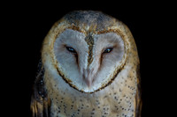 Barn Owl