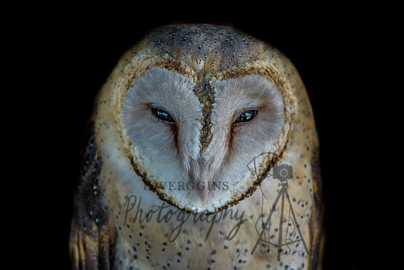 Barn Owl