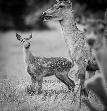 _RIV6690