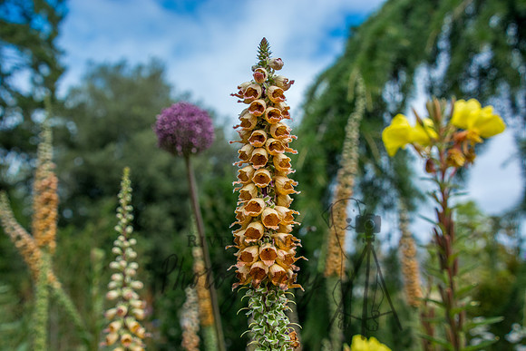 Summer Flowers