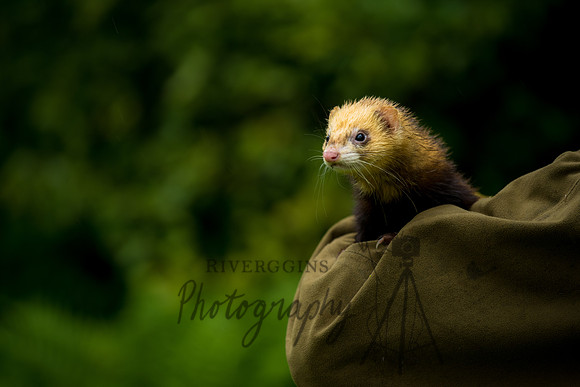 Ferret Watchtower