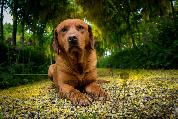 Fox Red Labrador