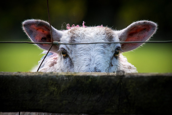 Hide and Sheep