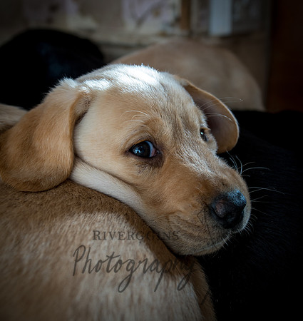 Puppy Nap Time
