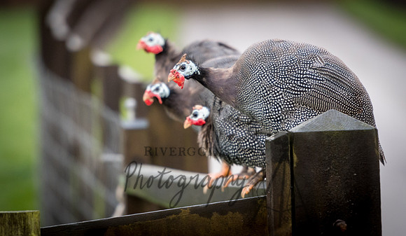 Guinea Fowl