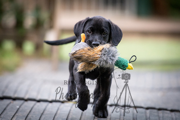 Puppy Poirot