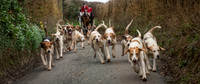 Hound Charge