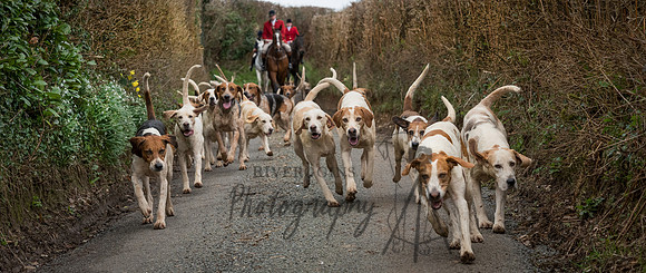 Hound Charge