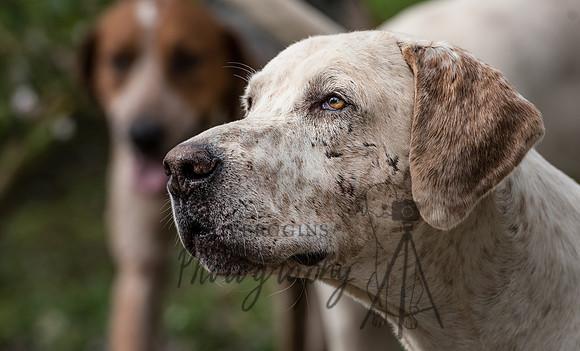 Wounded Warrior