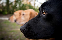 Gundogs Portfolio