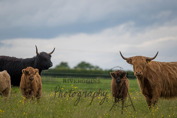 Highland