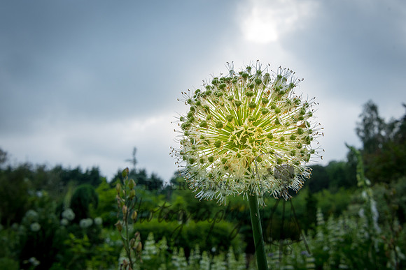 Hampshire Garden 2