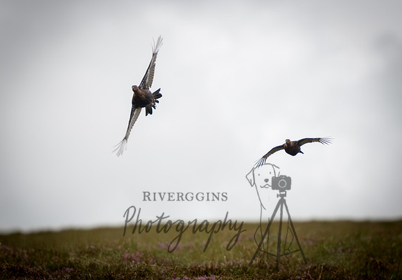 RIV_3234-Pano