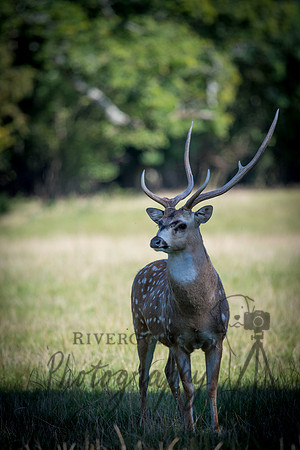 RIV_1162