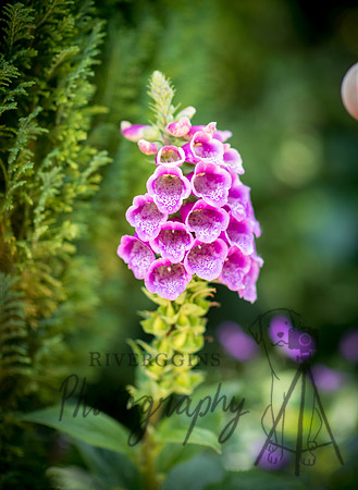 Garden Lincolnshire