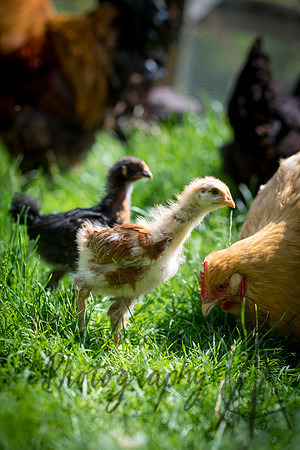 Mrs Buff's Chicks