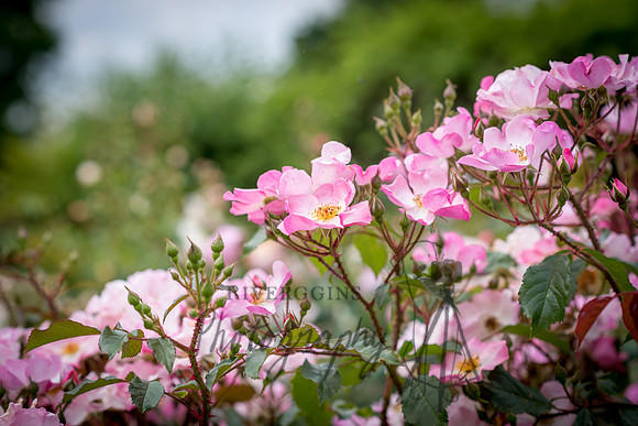 Roses