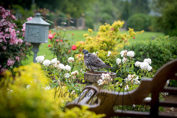 Percy Pigeon