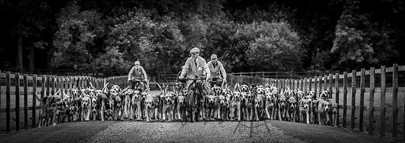 Belvoir Hounds with John Halliday