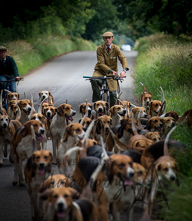 Exercise Hounds